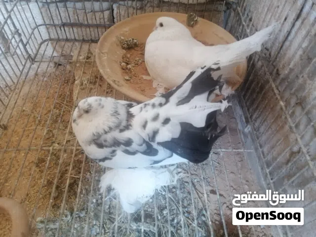 كوبيا روسي راقدة على دحي مواصفات وحجم ماشاء الله