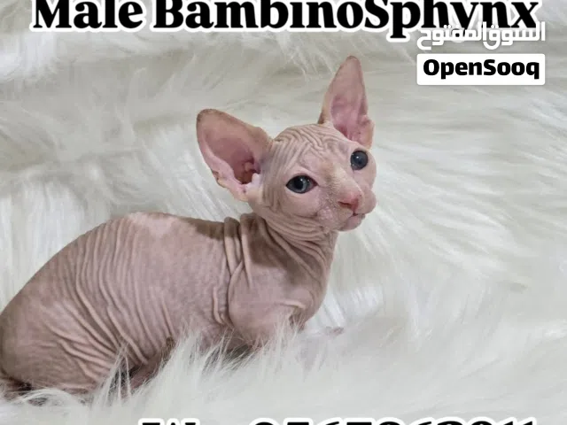 Sphynx cats (Bambino, Canadian, Elf) Available