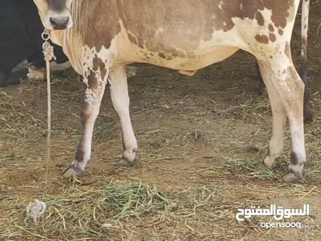 للبيع ثور محلي وعلجه جيرسيه