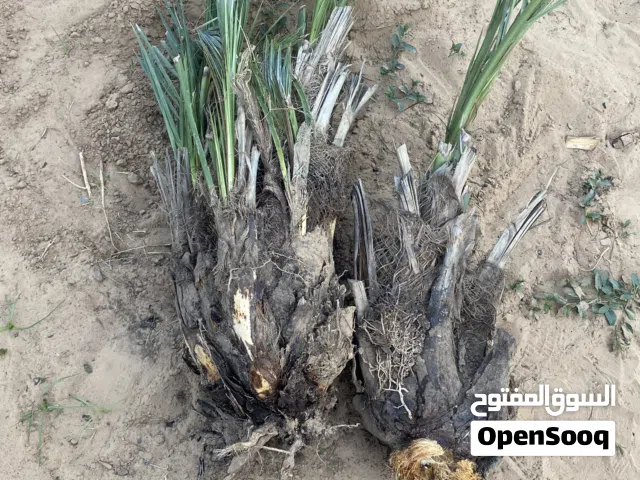 فسائل نخيل للبيع