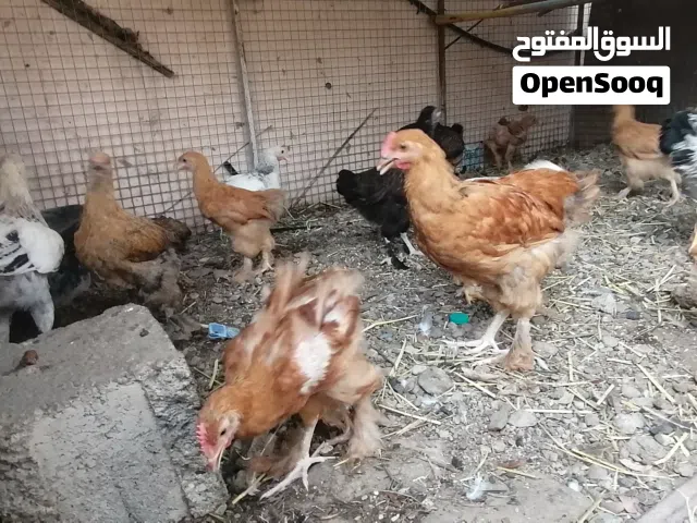 للبيع دجاج لكوشن لعملاق +زوج حجل باكستاني اقرا الاستماره قبل عن تتواصل