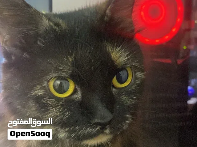 قطط ذكر و انثى للبيع