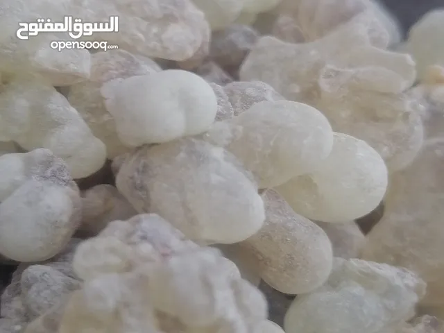 للتميز عنوان.. وللجوده شعارها.. لبان دكر حوجري للعلاج والاكل والشرب. نقا وصفا..
