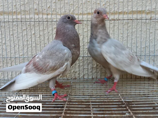 للبيع طبه صنعاوي بطن واحد بيور