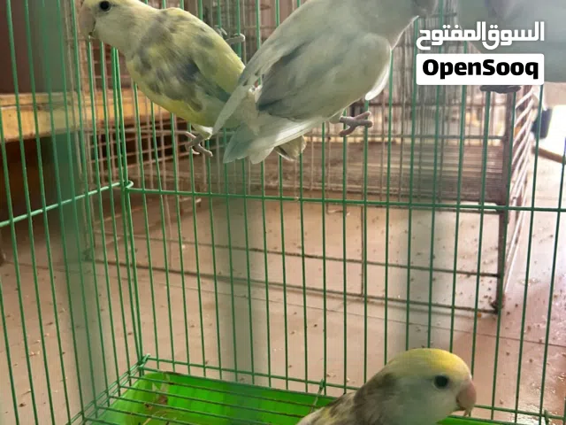 سلام عليكم اخوني عندي زوجين لوف بيرد ألون خلوف فيه طفرات الي يبغيهن يتواصل