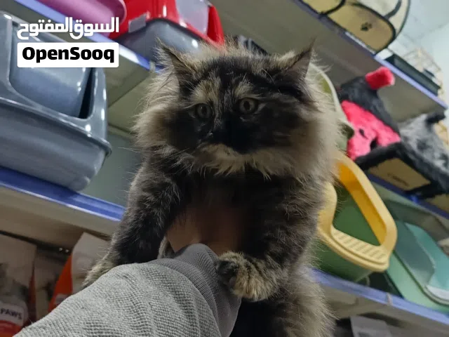 قطة انثى عمرها شهرين شنشيلا للبيع