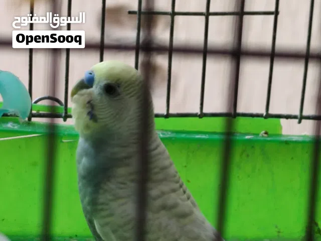 كوبيه بقلينو ريش للبيع او تبديل