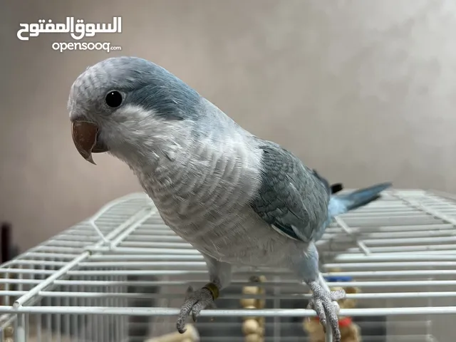 كويكر