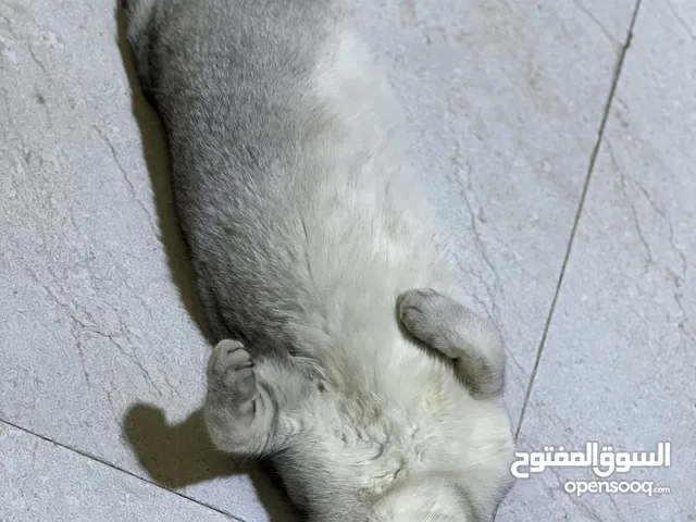 قط شكوتش للبيع بحاله جيده