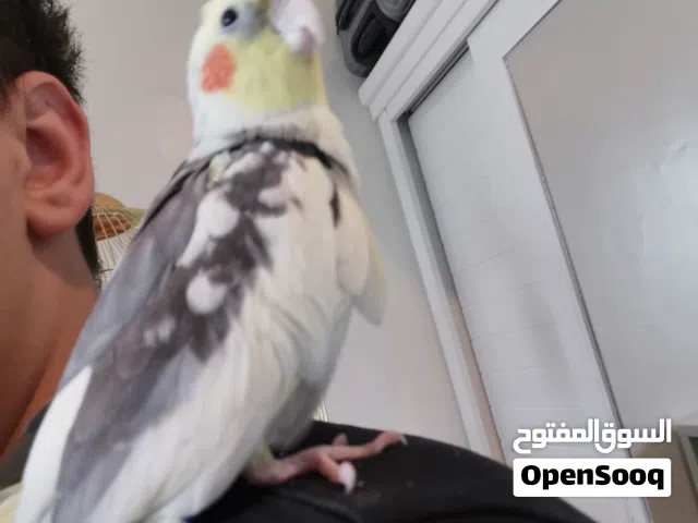 كروان أليف للبايع