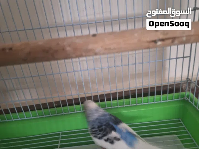 بقيلينو للبيع