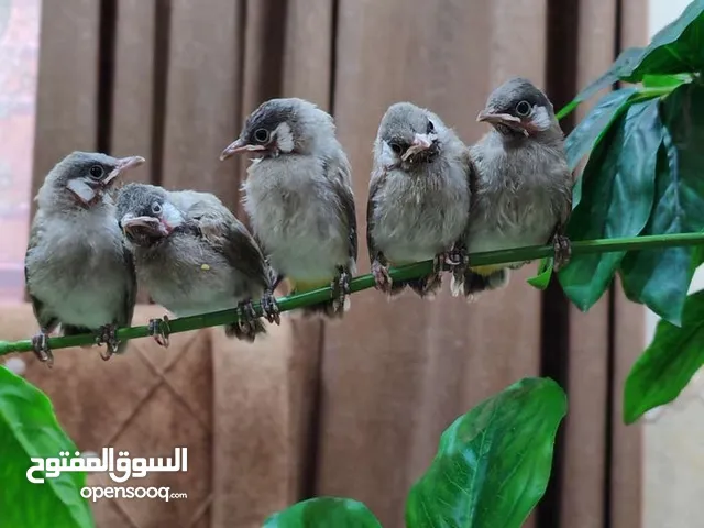 رايد مخاليف بلبل الليف بسعر من عشرين الف وجوه