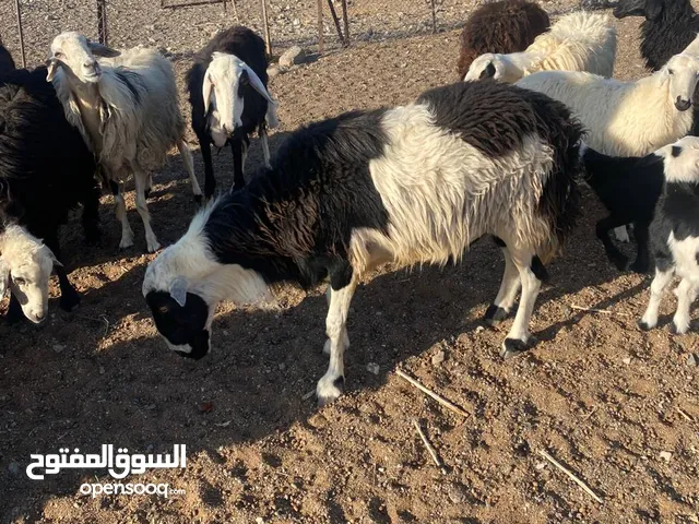 للبيع كبش هديد سلالة نجدي
