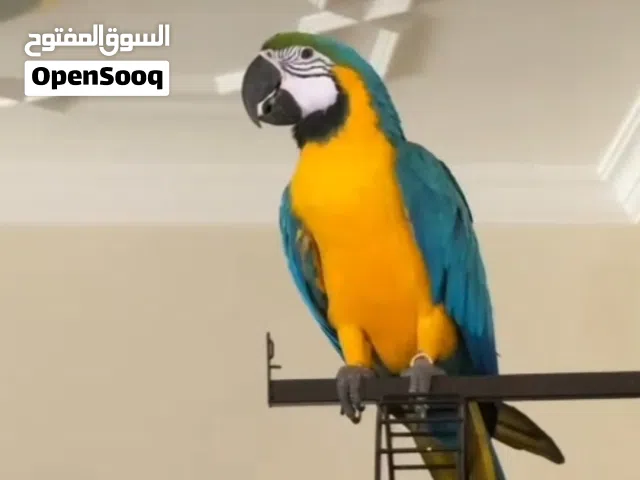 Blue & Gold macaw super friendly talking indoor free flight