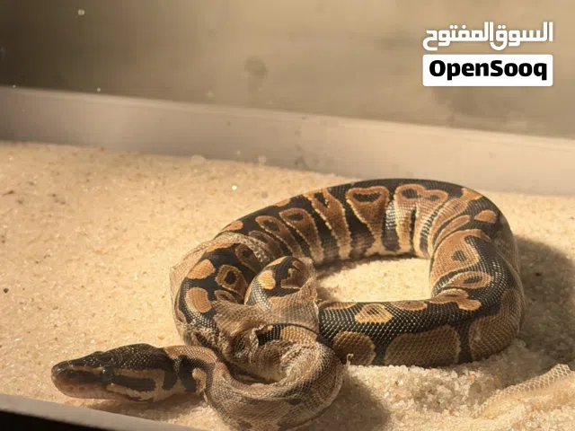 البول بايثون