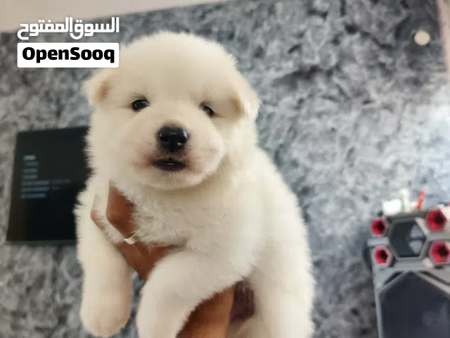 كلب سامويد