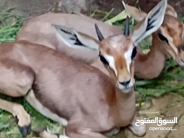 زوج غزلان شباب