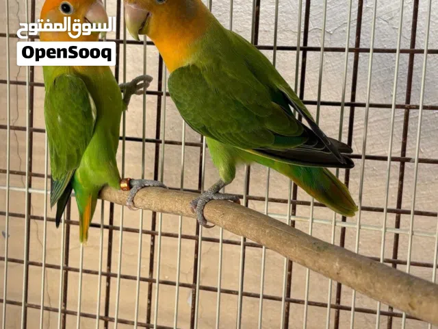 للبيع زوج روز ماشاءالله نظيف جداً فرصة للي بيقتني شي طيب