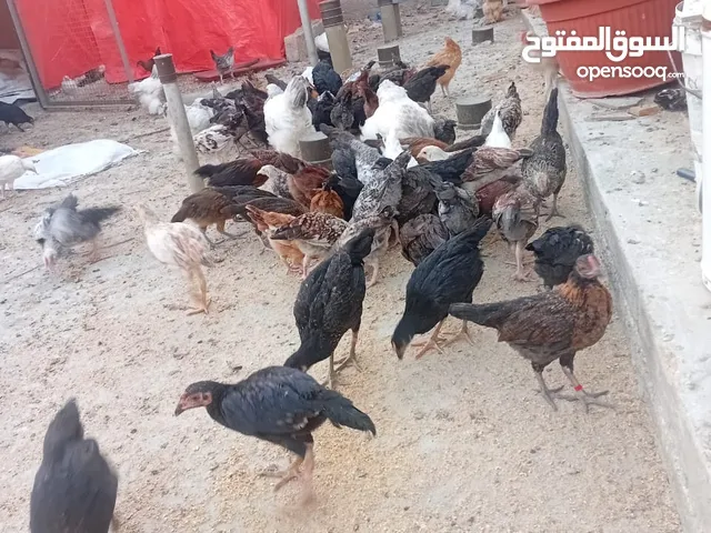 متوفر لدينا فرخات بلديات على وجه بيض ومتوفر صوص بلدي جميع الاعمار لدينا