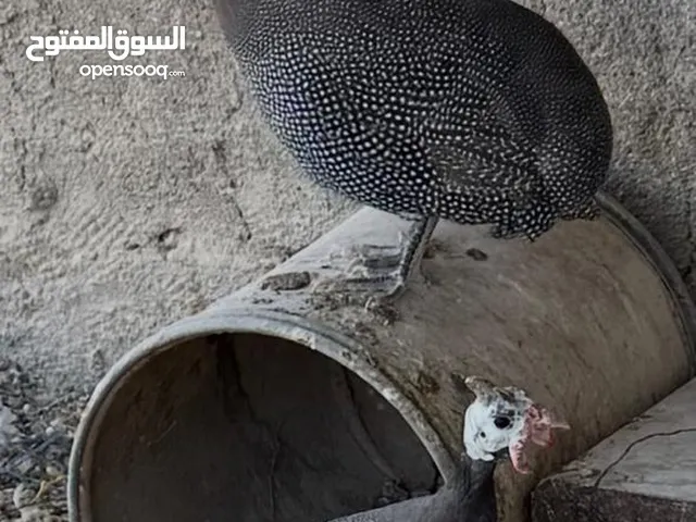 دفجاج فرعوني للبيع