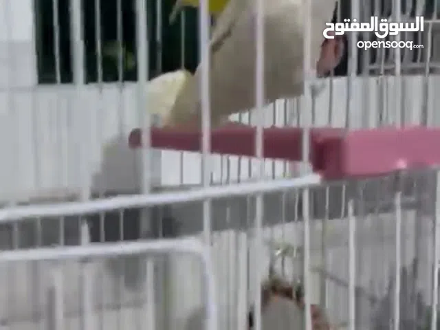 4 جواز شغلات جوزين طييور حب وجوزين روز 70