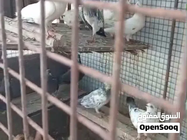 حمام عماني