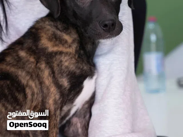 بريســـــــــــتا كنــــــــــــاريو انثى
