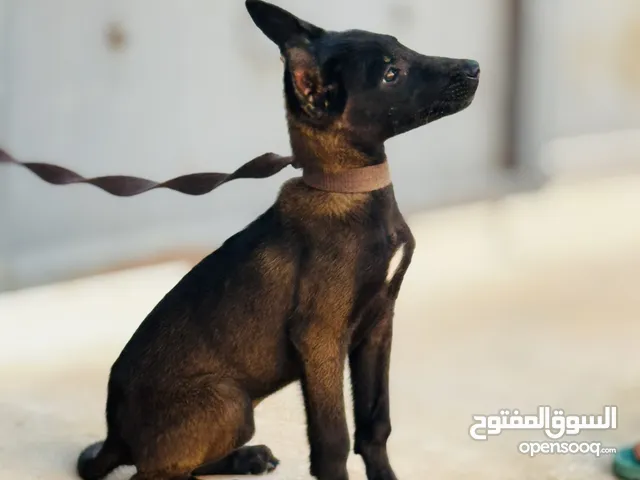 جروه مينوا مكسيكيه