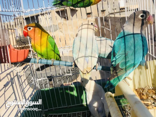 بركاديلو فيشر