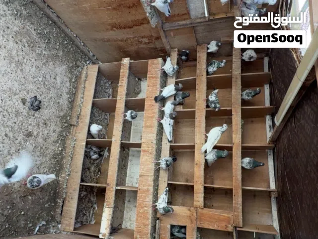 للبيع حمام باكستاني