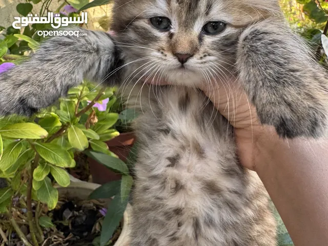 قطط صغيره للبيع عمر 3 شهور ايناث