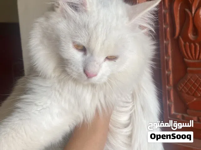 Persian Cat