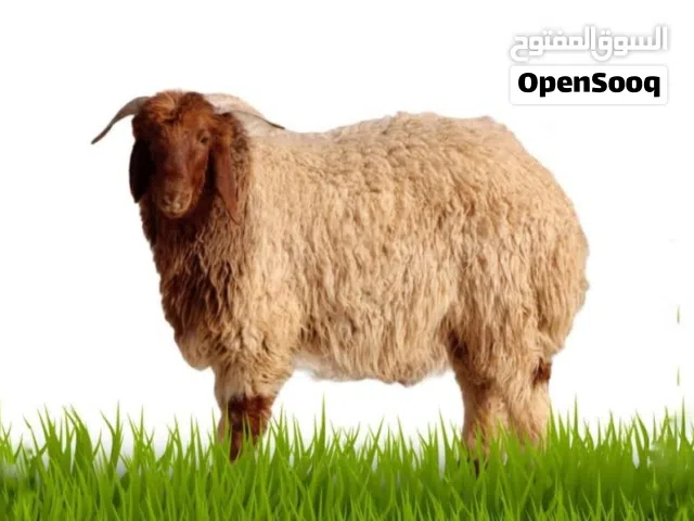 جابر جميع الأنواع اقل الاسعار