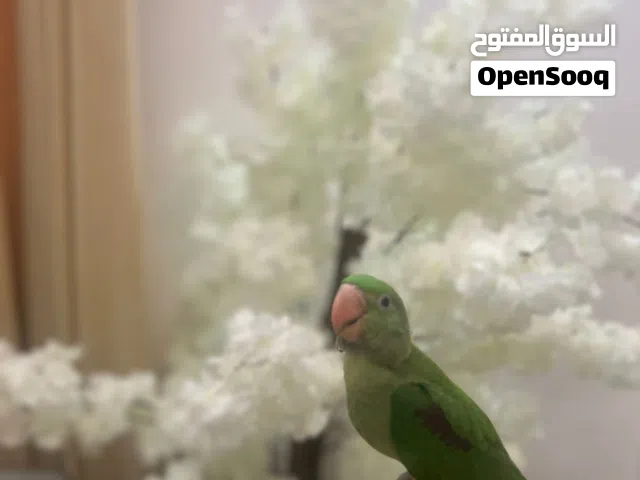 درة نيبالي اليف طيران حر داخلي الوصف مهم