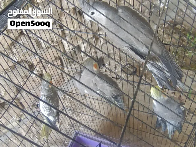 كوكتيل اقره الوصف بي تفاصيل