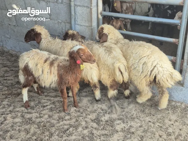 يعد نعيمي 6 شهور - وذباح ونيوزلندي وصلالي شهرين ثلاثه