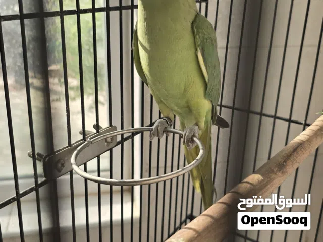 زوج دره شبه اليف التفاصيل في الوصف