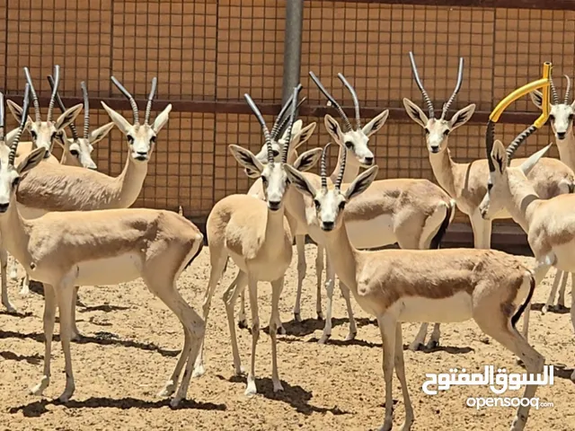 متوفر غزلان الريم العربي Arabian sand gazelle