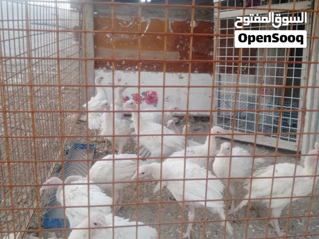 حبشات للبيع