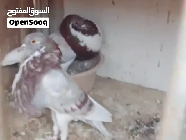 حمام نرويجي