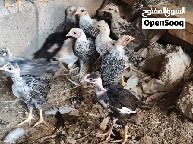 كتاكيت عرب البيع