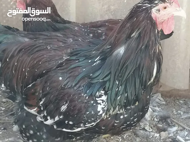 ديك ساسكس بورسلان