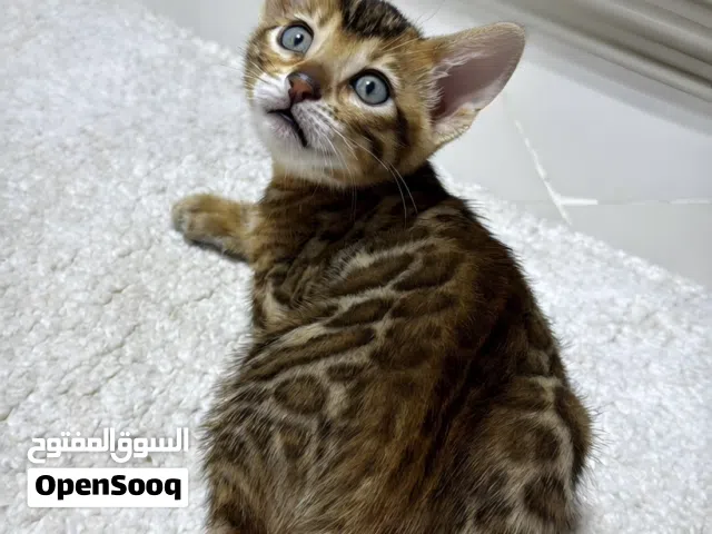 Pure Bengal Kittens