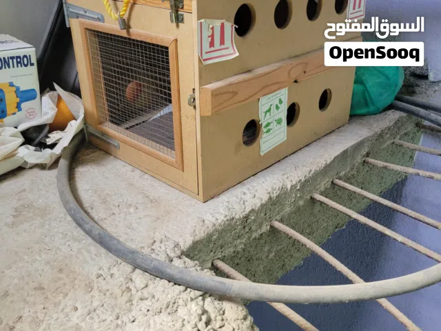 بيت للقطط للكلاب