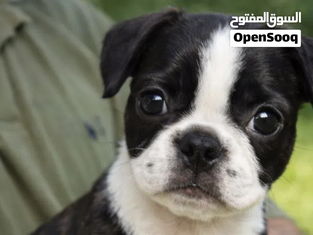 أجمل بنت فرنش بلدوج لون نادر اهالى مستورده مطعمه 50 يوم بتاكل من اكل البيت واخر شقاوه ولعب وبتحب