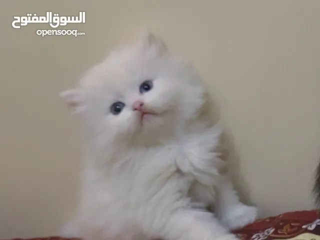 قطط شيرازي العمر شهر و 10 أيام