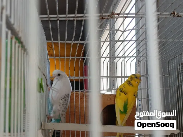 خمس ازواج وانثيه فرديه منتجات