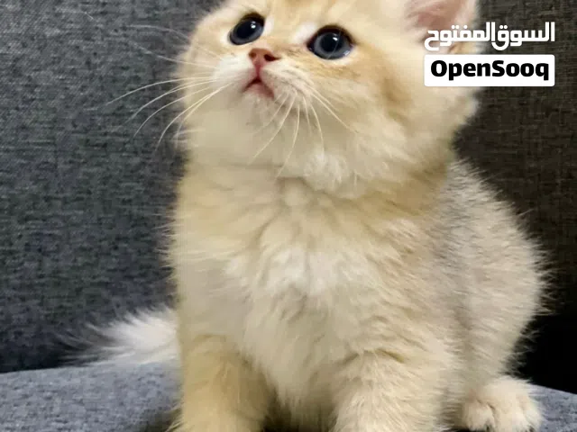 قولدny11ذكر برتش
