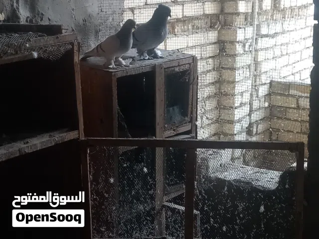 حمام للبيع في بعداد