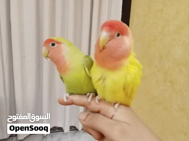 طيور ببغاء روز
